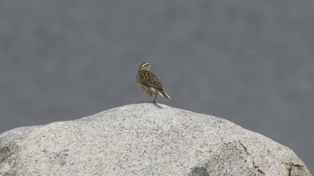 Western Meadowlark - ML615258591