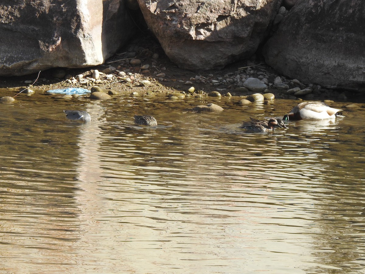Green-winged Teal - ML615258627