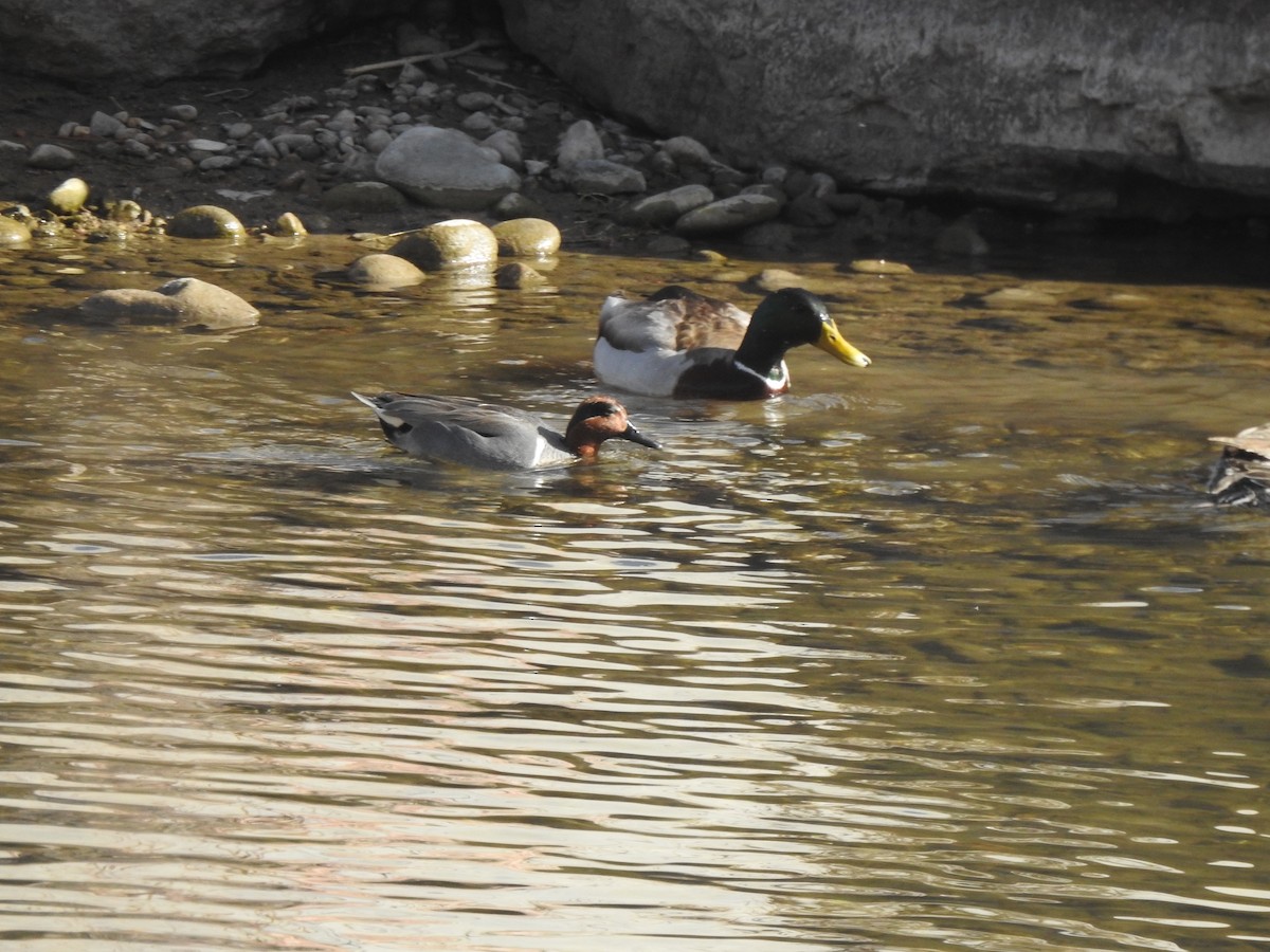Green-winged Teal - ML615258628
