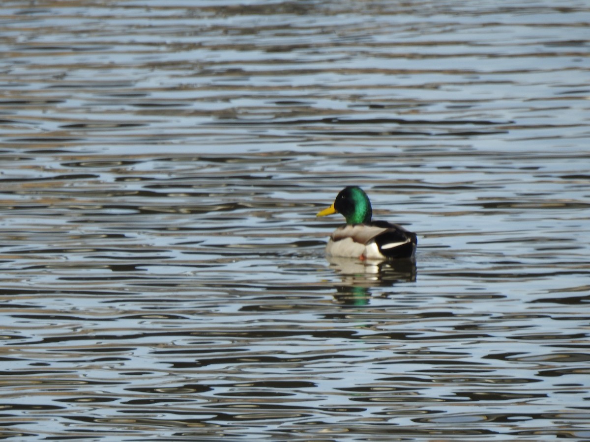 Mallard - ML615258645