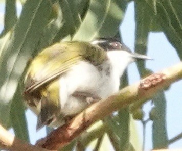 White-throated Honeyeater - ML615258655