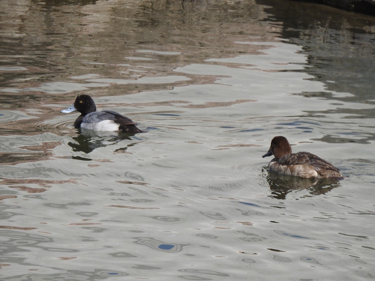 Lesser Scaup - ML615258662