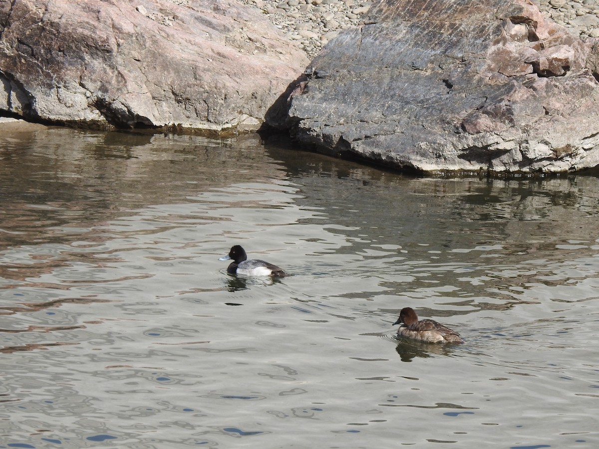 Lesser Scaup - ML615258663