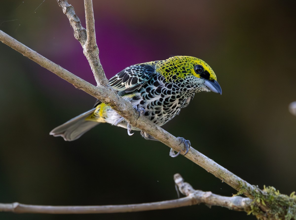 Speckled Tanager - ML615258681