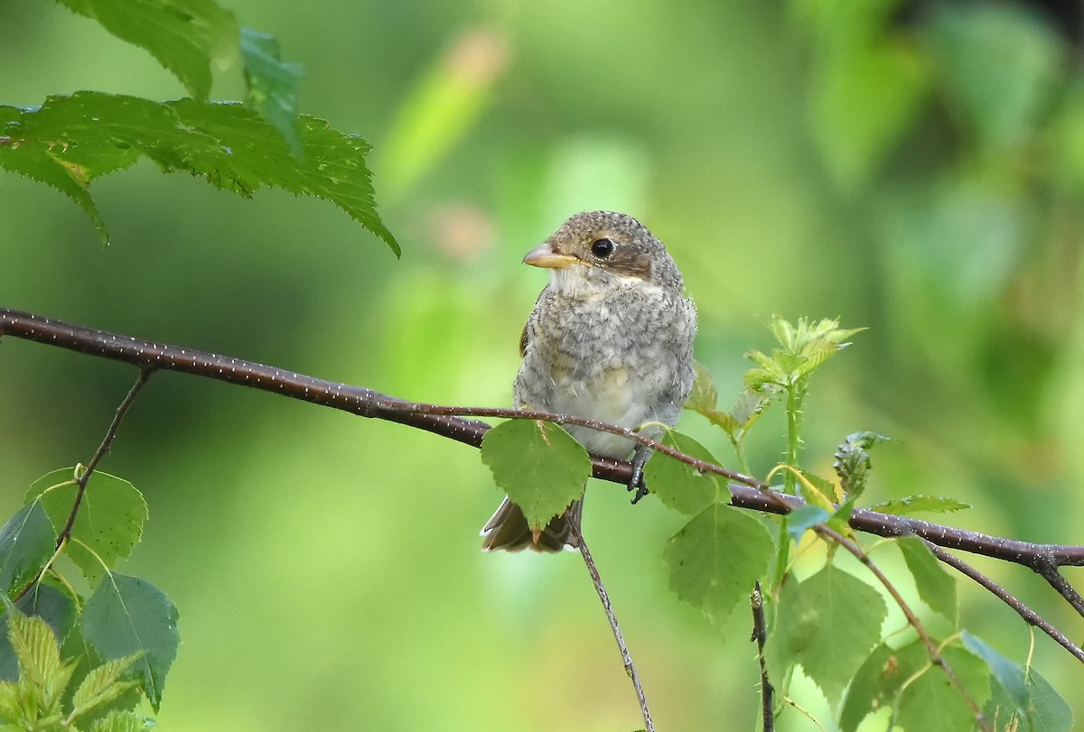 Red-backed Shrike - ML615258695