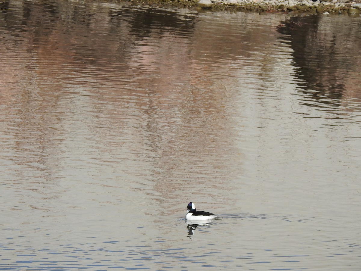 Bufflehead - ML615258698