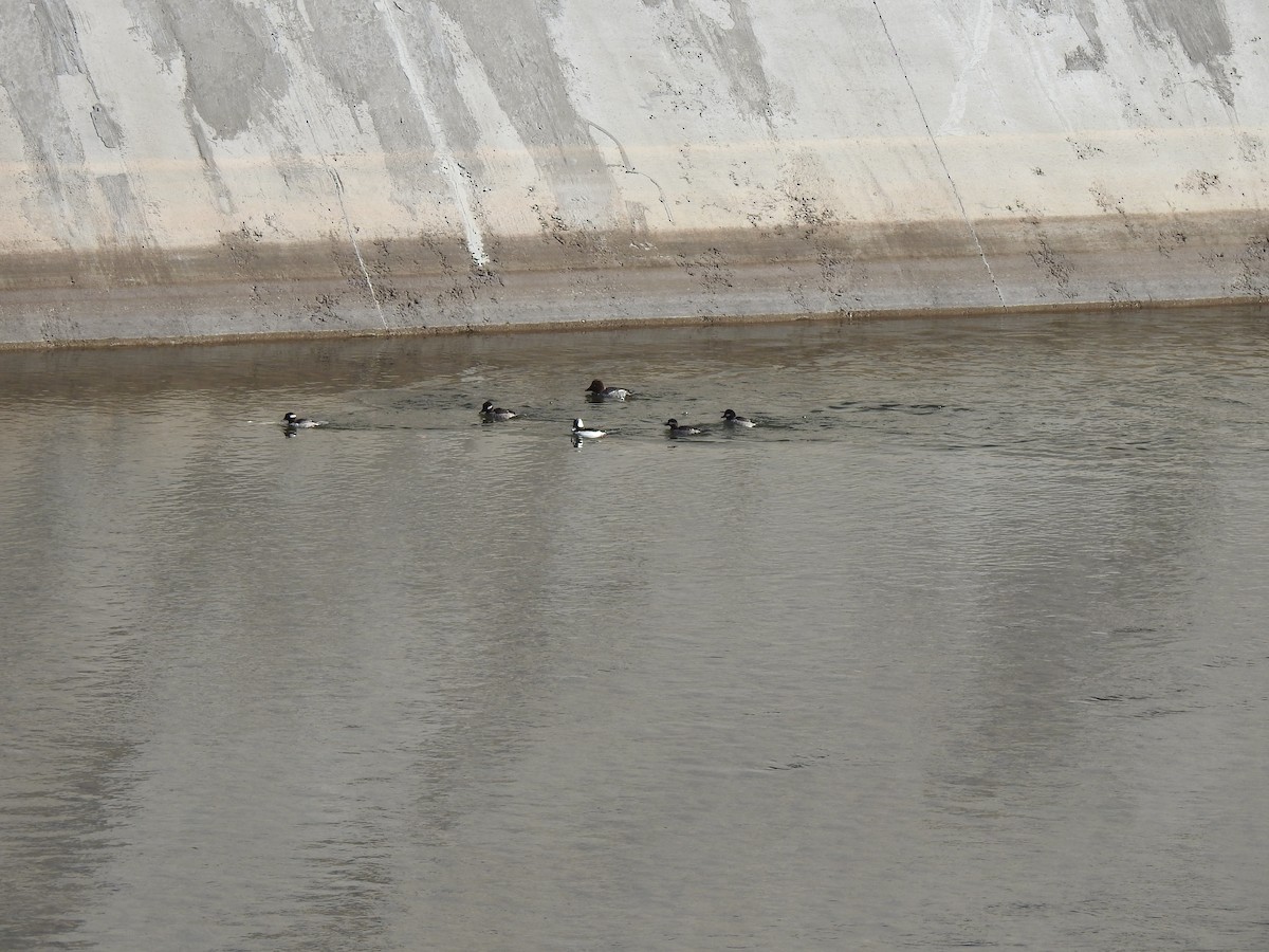 Bufflehead - ML615258699