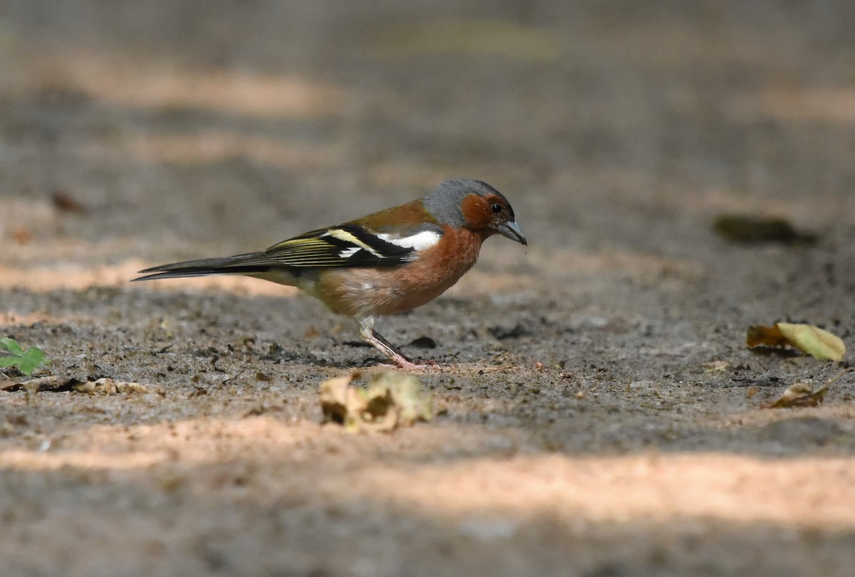 Common Chaffinch - ML615258702