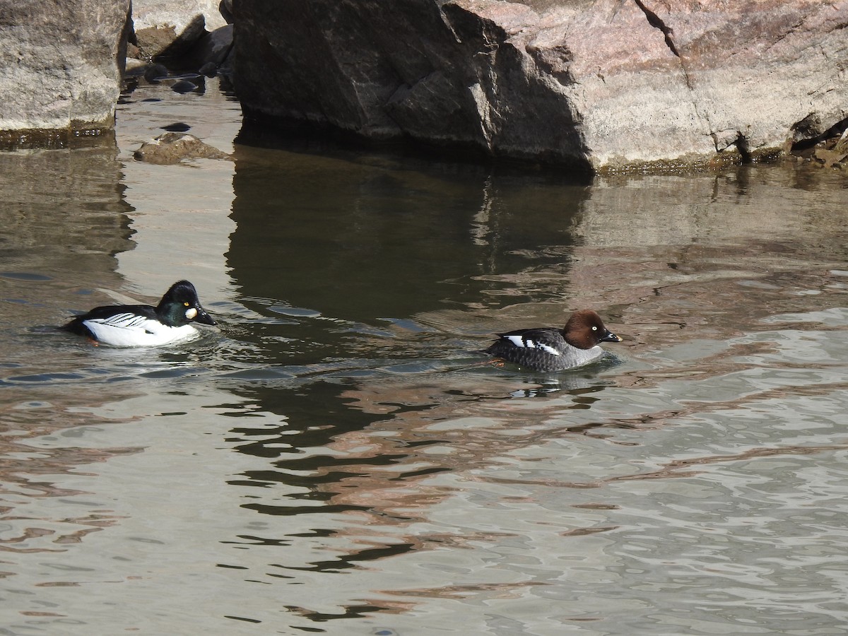 Common Goldeneye - ML615258720
