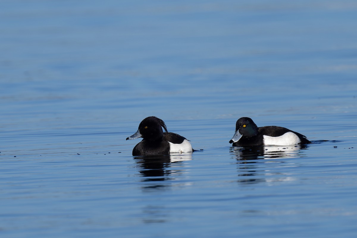 鳳頭潛鴨 - ML615258724