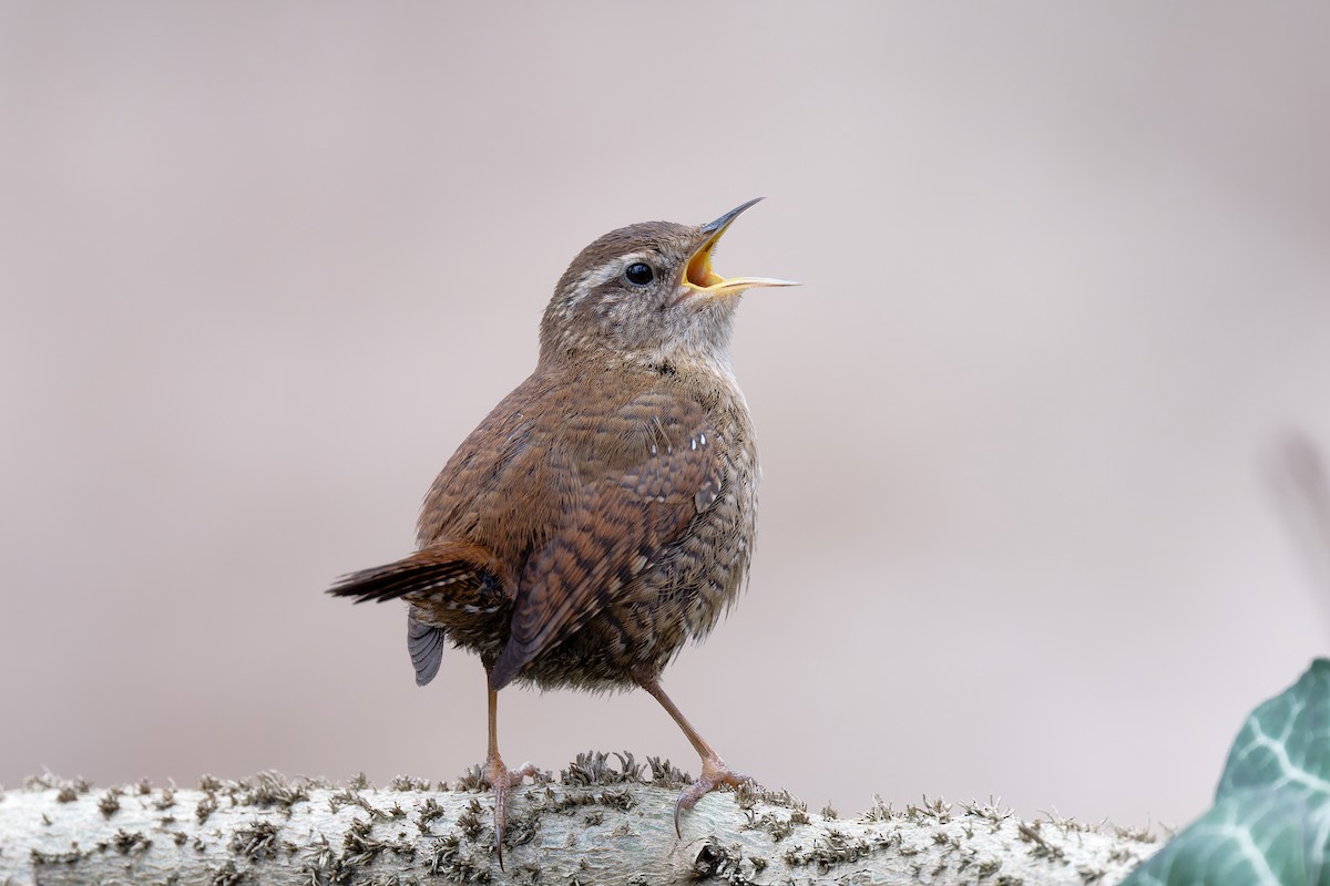 Eurasian Wren - Andreas Stadler