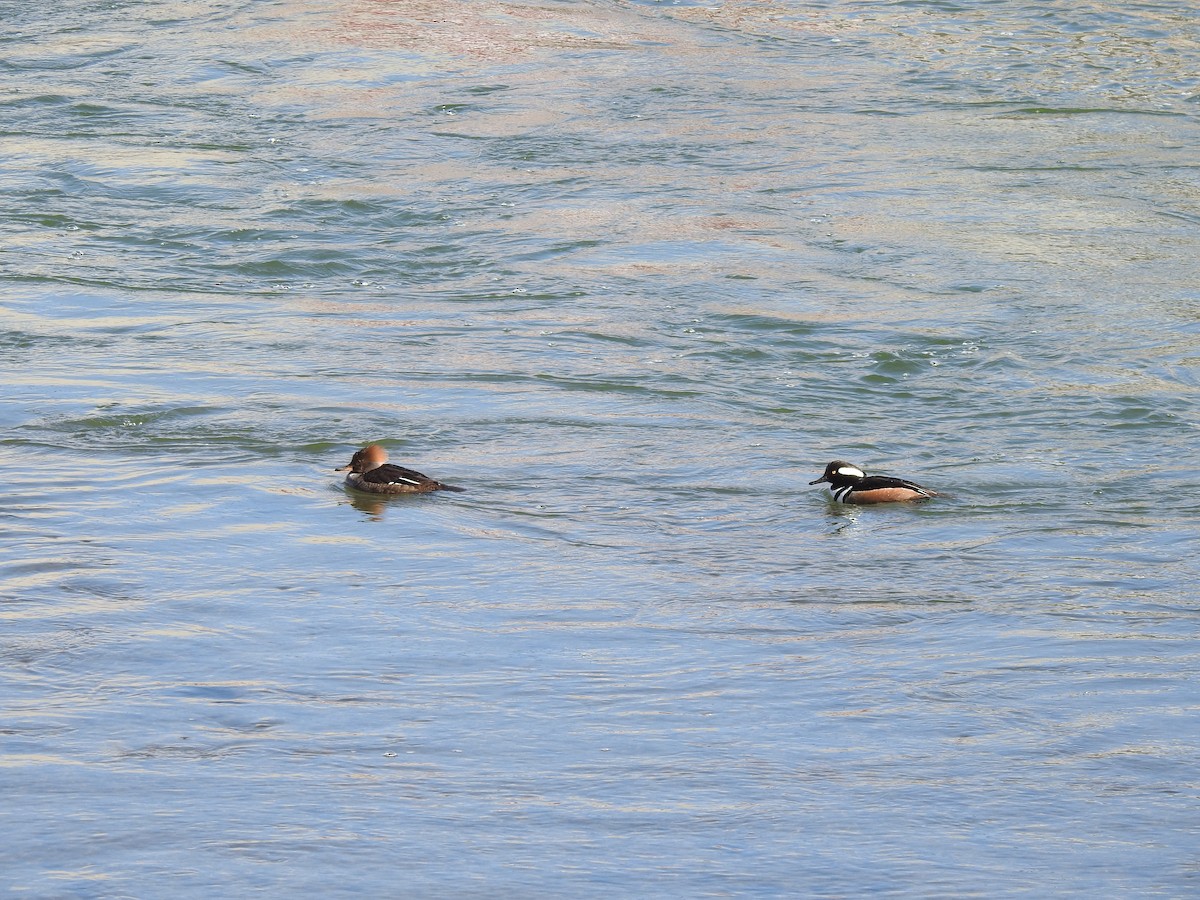 Hooded Merganser - ML615258748