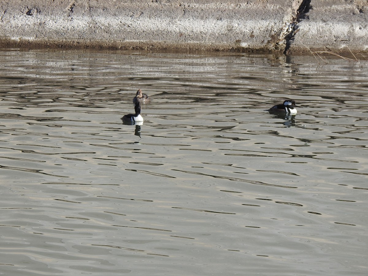 Hooded Merganser - ML615258749