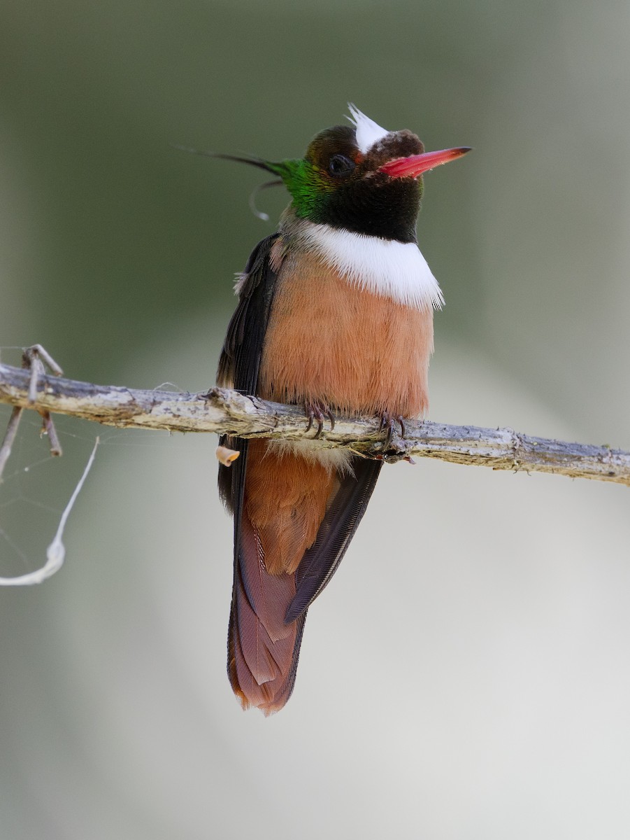 White-crested Coquette - ML615258758