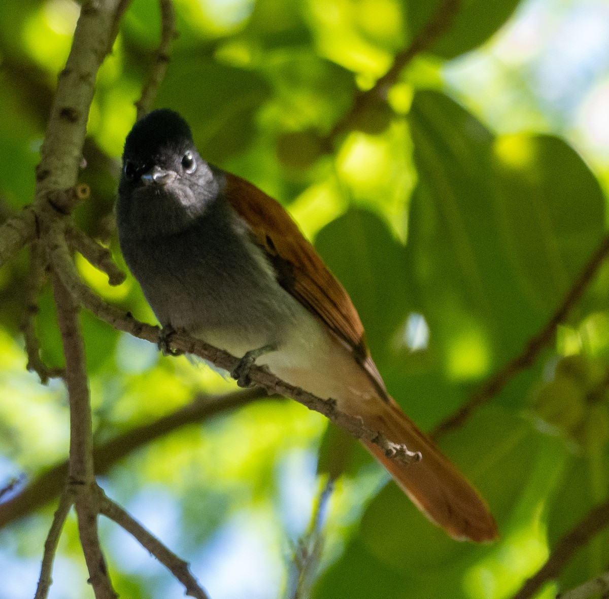 African Paradise-Flycatcher - ML615258767