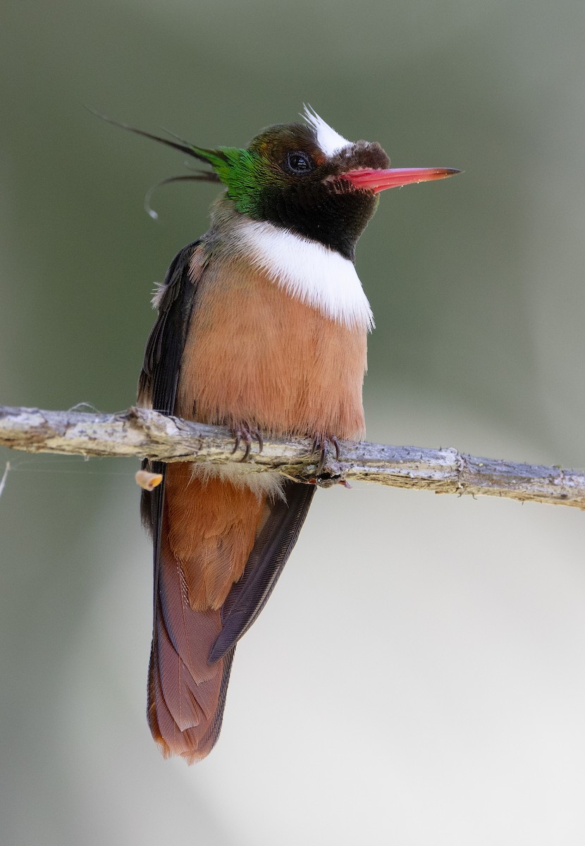 White-crested Coquette - ML615258771