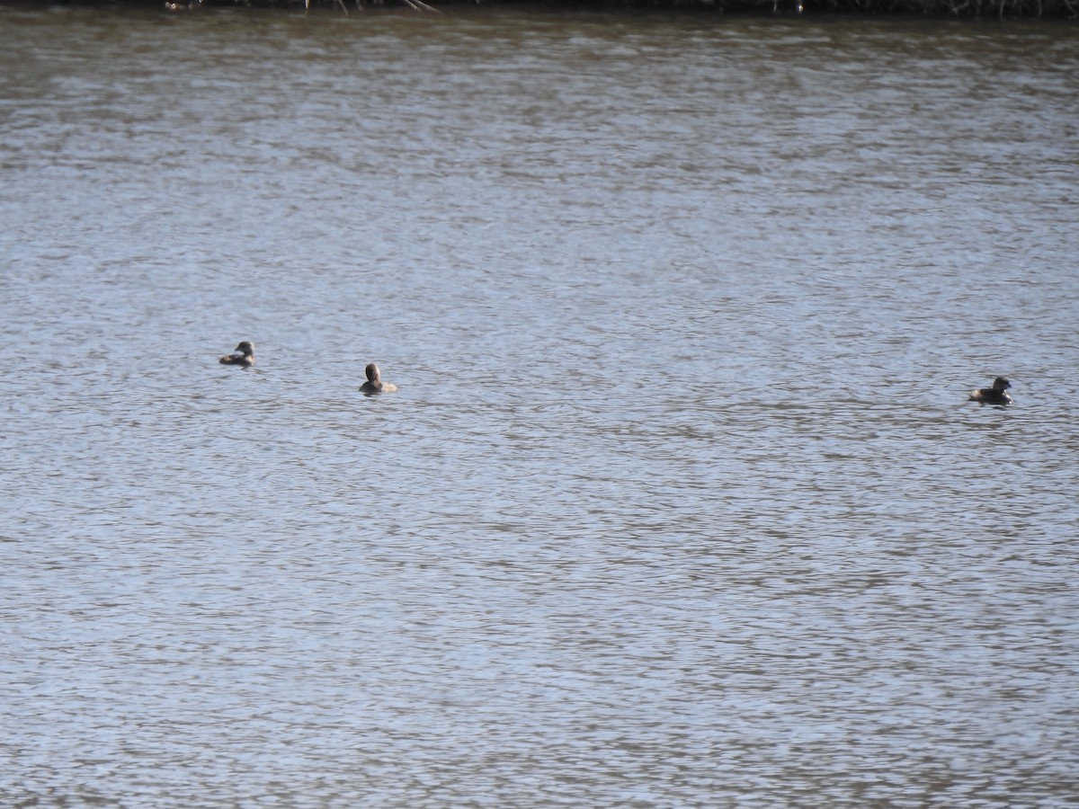 Pied-billed Grebe - ML615258778