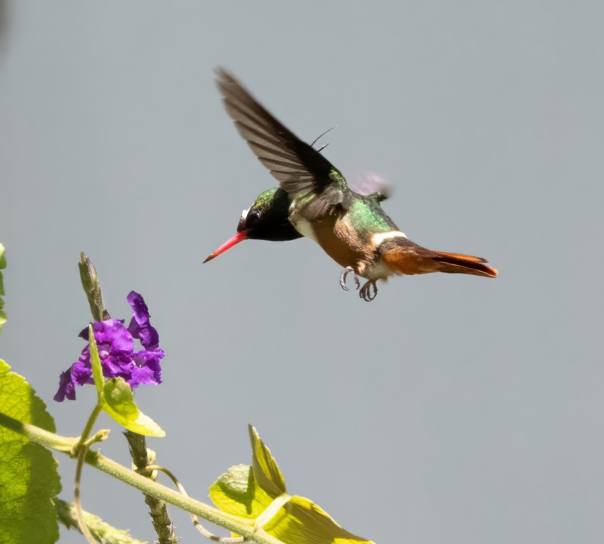 White-crested Coquette - Steve and Cyndi Routledge