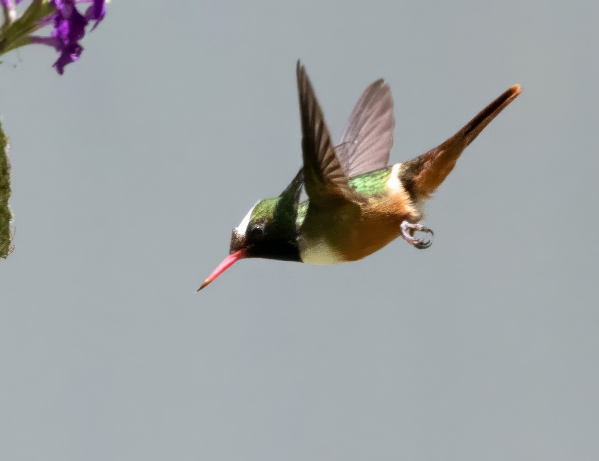 White-crested Coquette - ML615258782