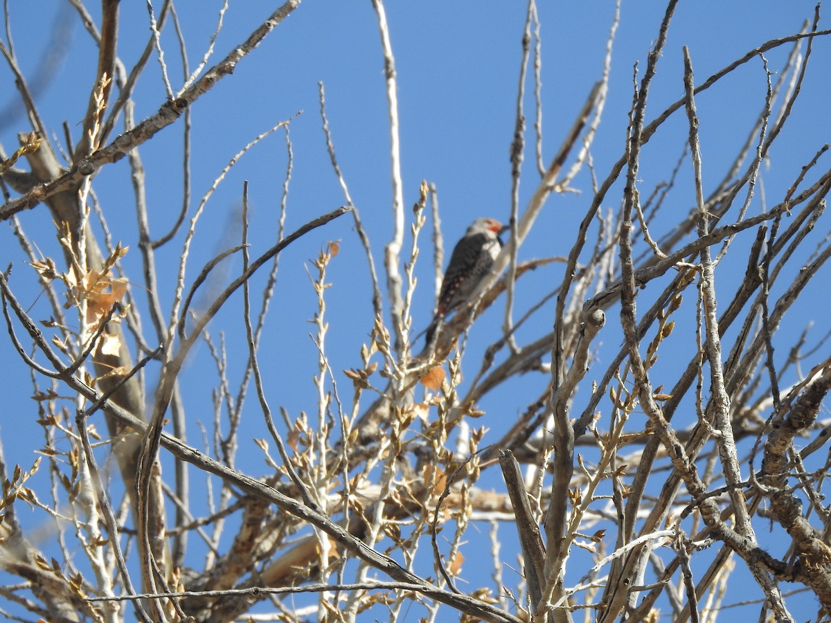 Northern Flicker - ML615258793