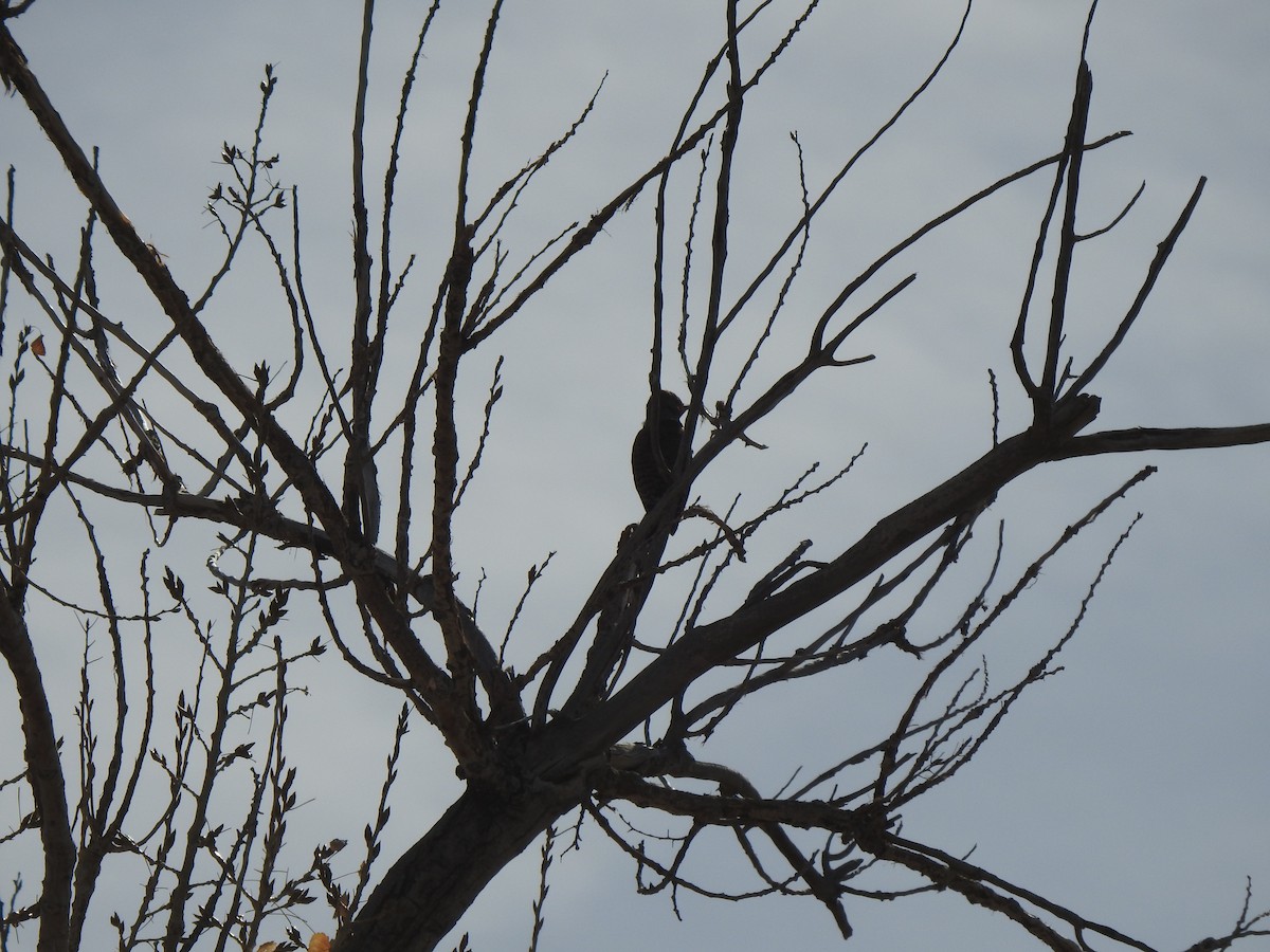 Northern Flicker - ML615258794