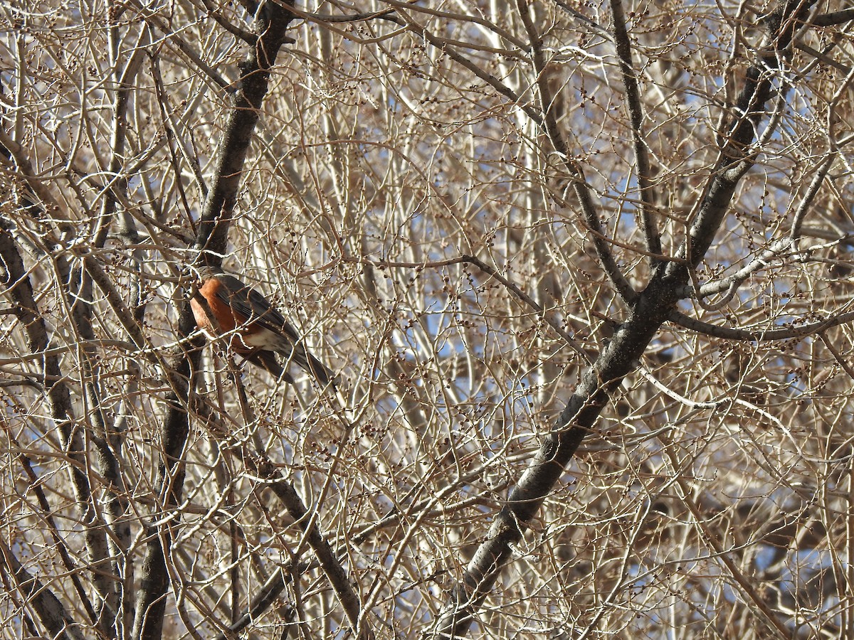 American Robin - ML615258818