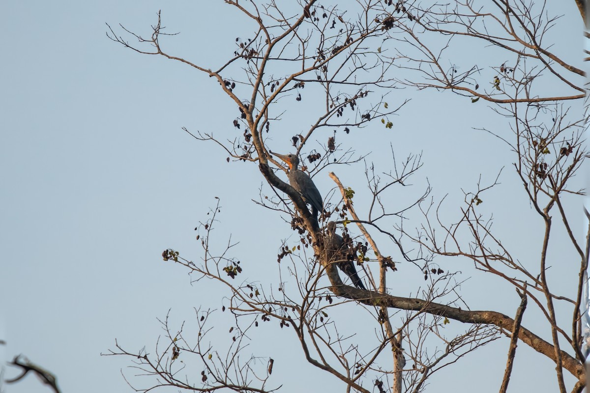 Great Slaty Woodpecker - ML615258821