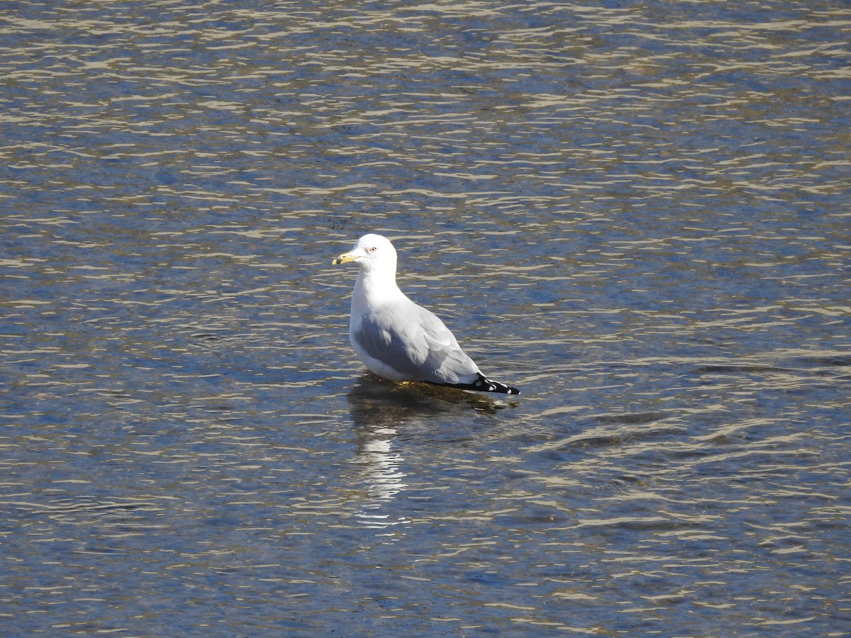 gull sp. - ML615258834