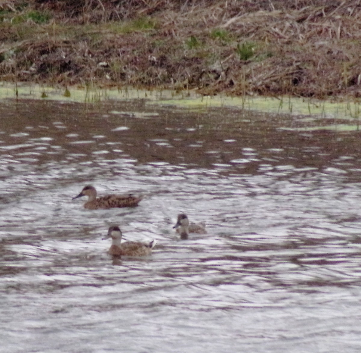 Marbled Duck - ML615258843