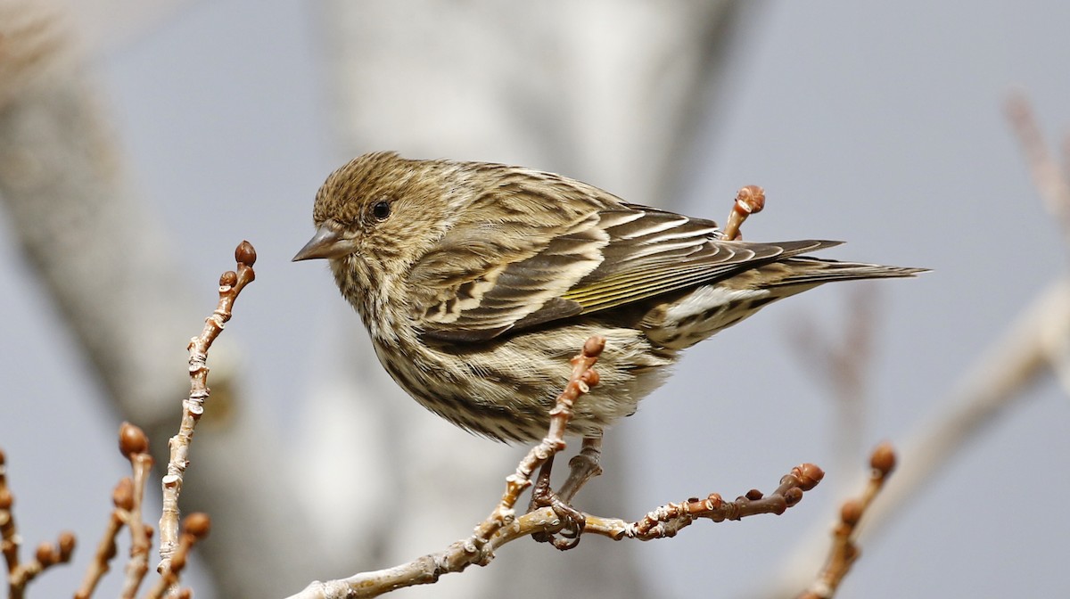 Pine Siskin - Alison Sheehey