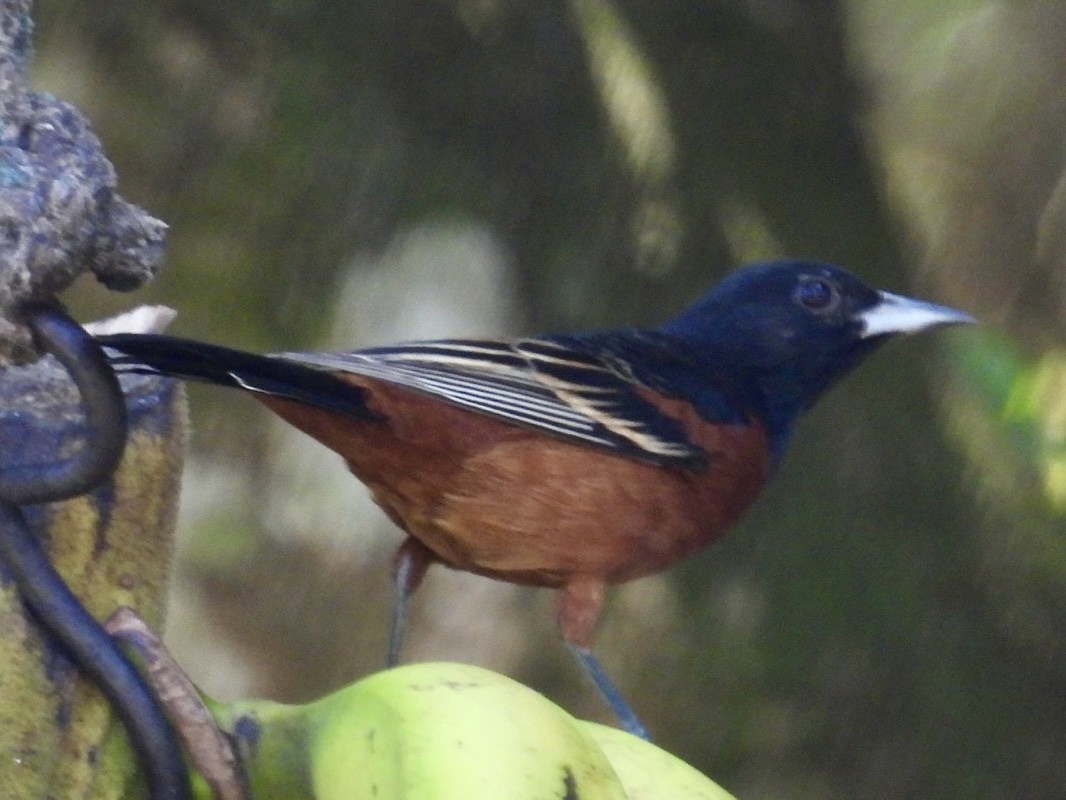 Orchard Oriole - Coetzee Pretorius