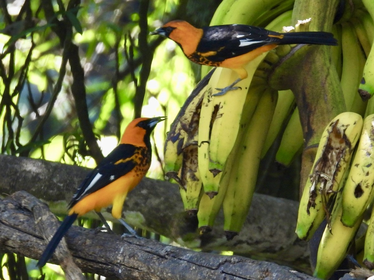 Spot-breasted Oriole - Coetzee Pretorius