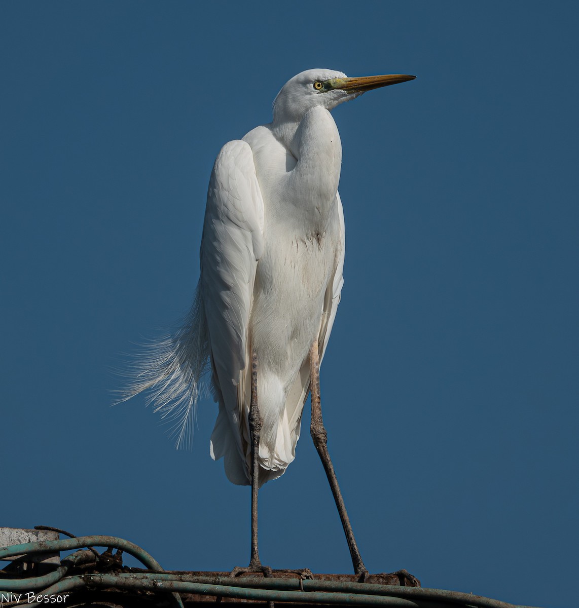 Great Egret - ML615258993