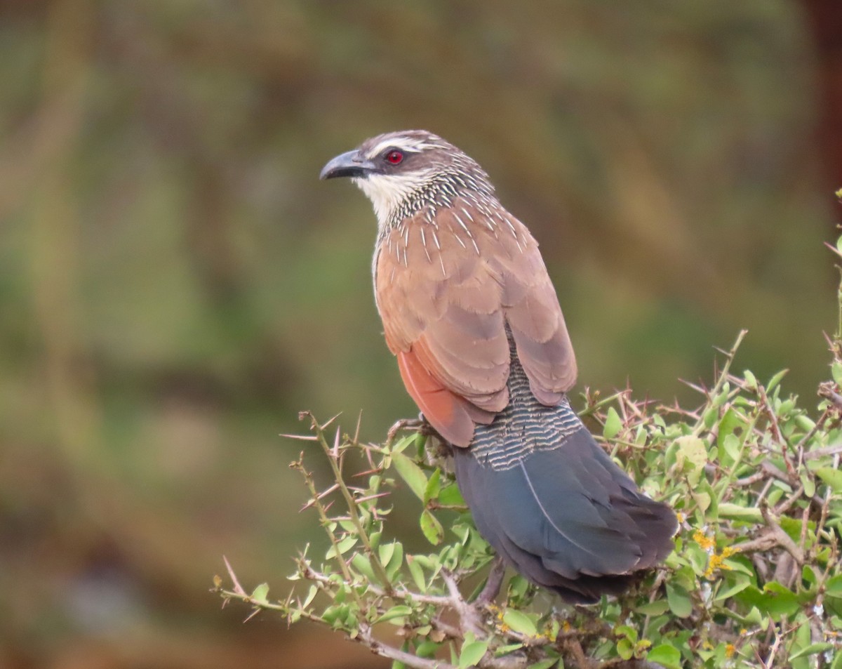 White-browed Coucal - ML615259149