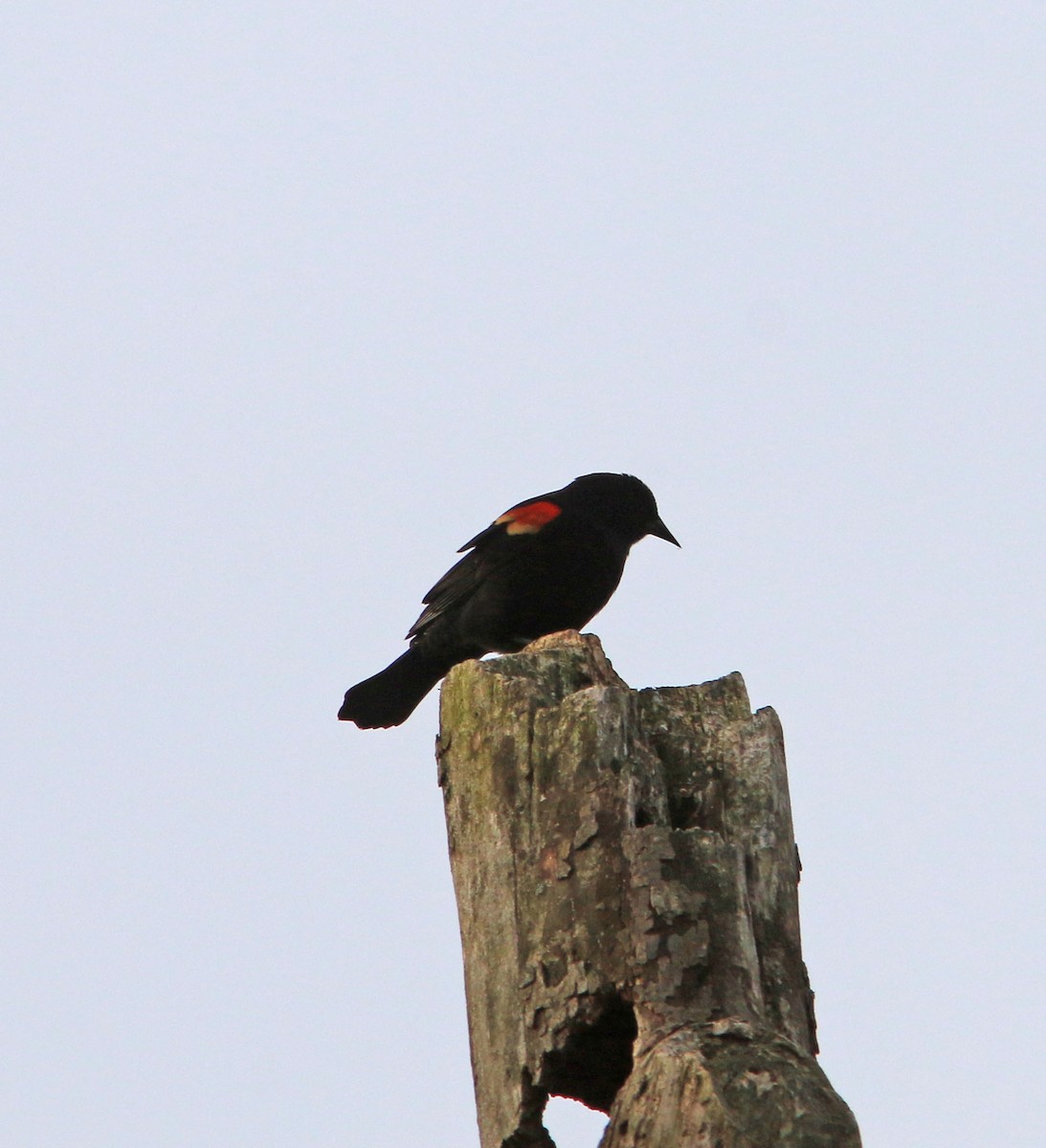 Red-winged Blackbird - ML615259176