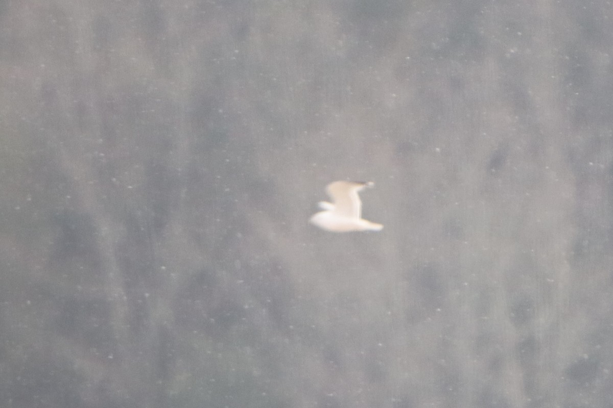 Ring-billed Gull - ML615259178