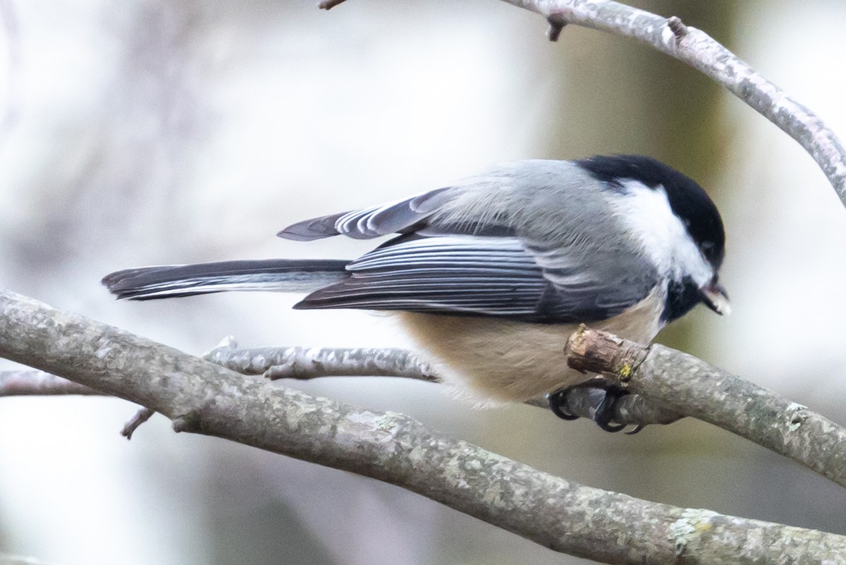 Black-capped Chickadee - ML615259181