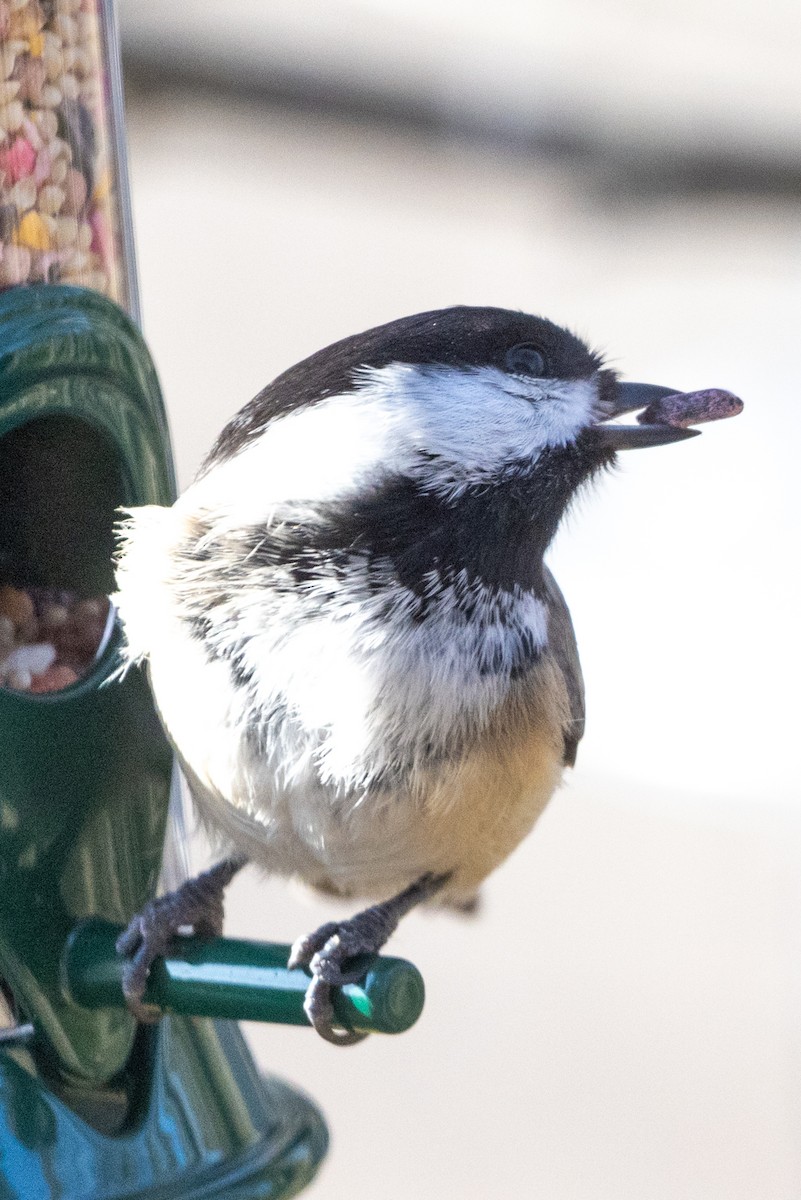 Black-capped Chickadee - ML615259184