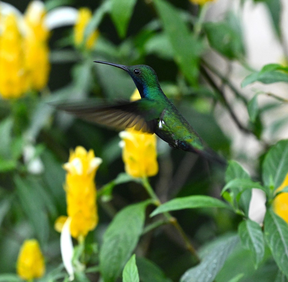 Steely-vented Hummingbird - ML615259190