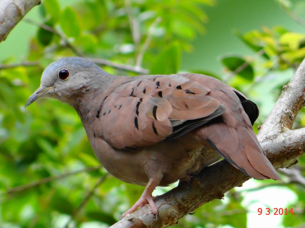 Ruddy Ground Dove - ML615259209