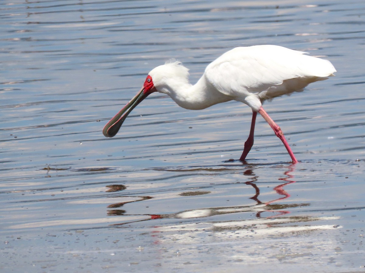 African Spoonbill - ML615259228