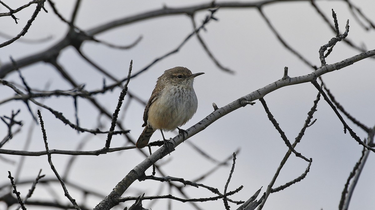 Rock Wren - Alison Sheehey