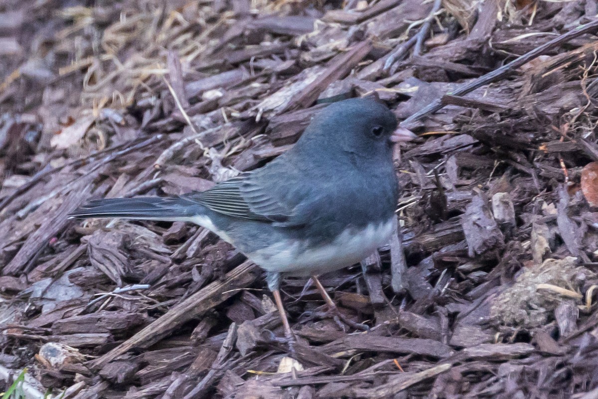 Dark-eyed Junco - ML615259266