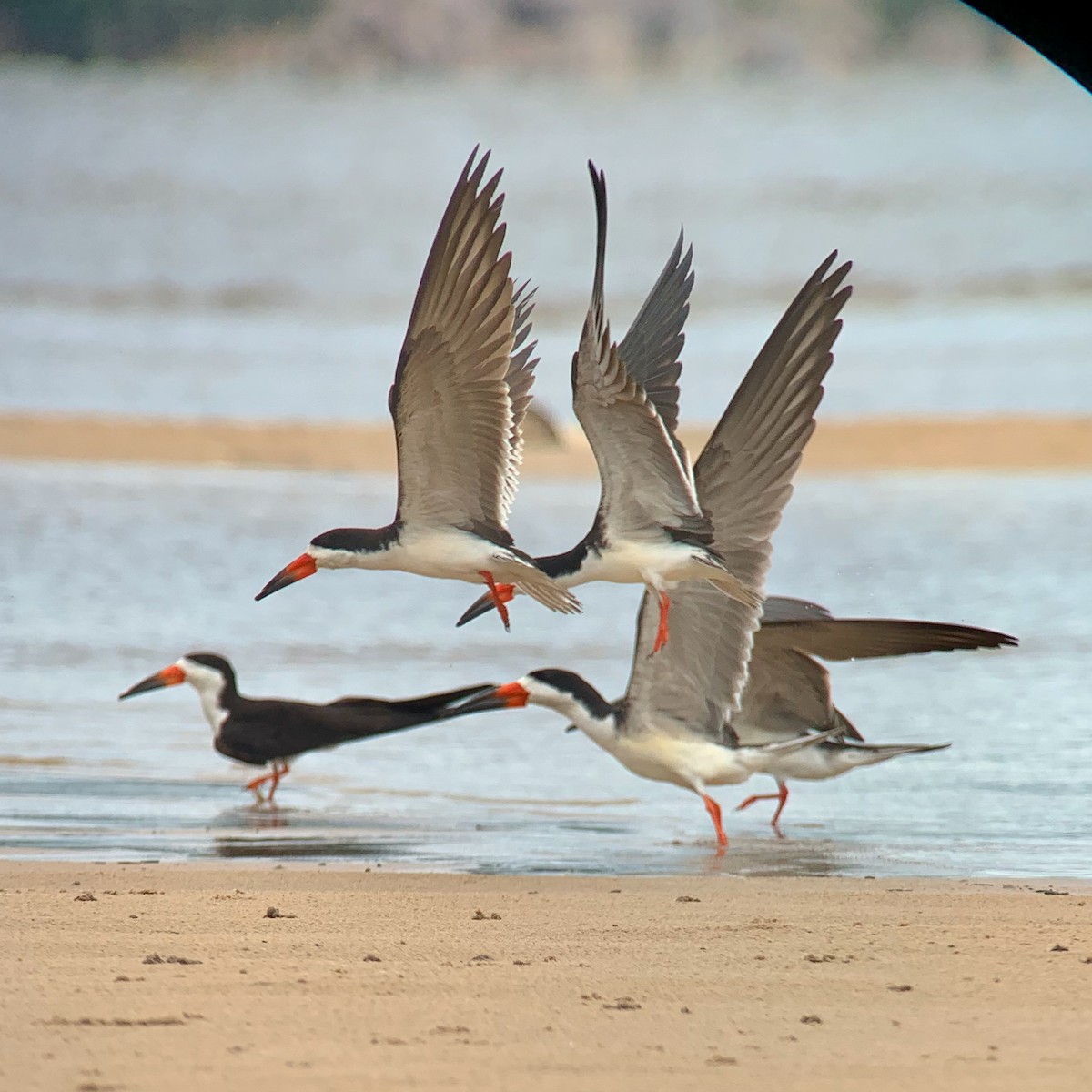 Black Skimmer - ML615259283