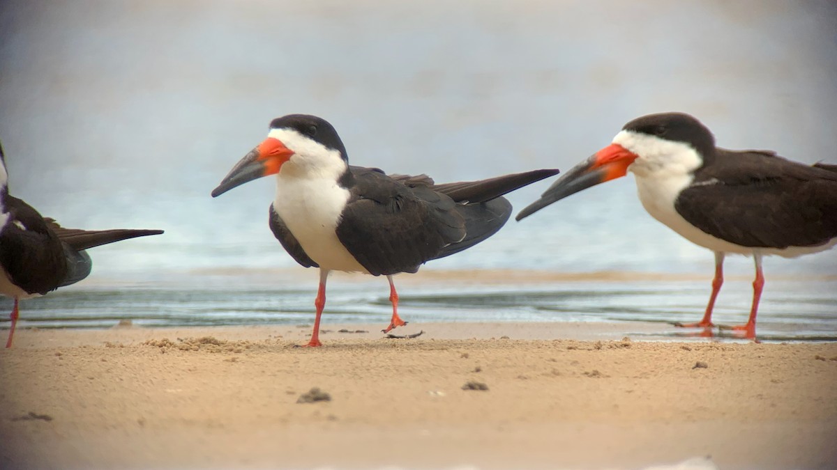 Black Skimmer - Diego Calderón-Franco @diegoCOLbirding