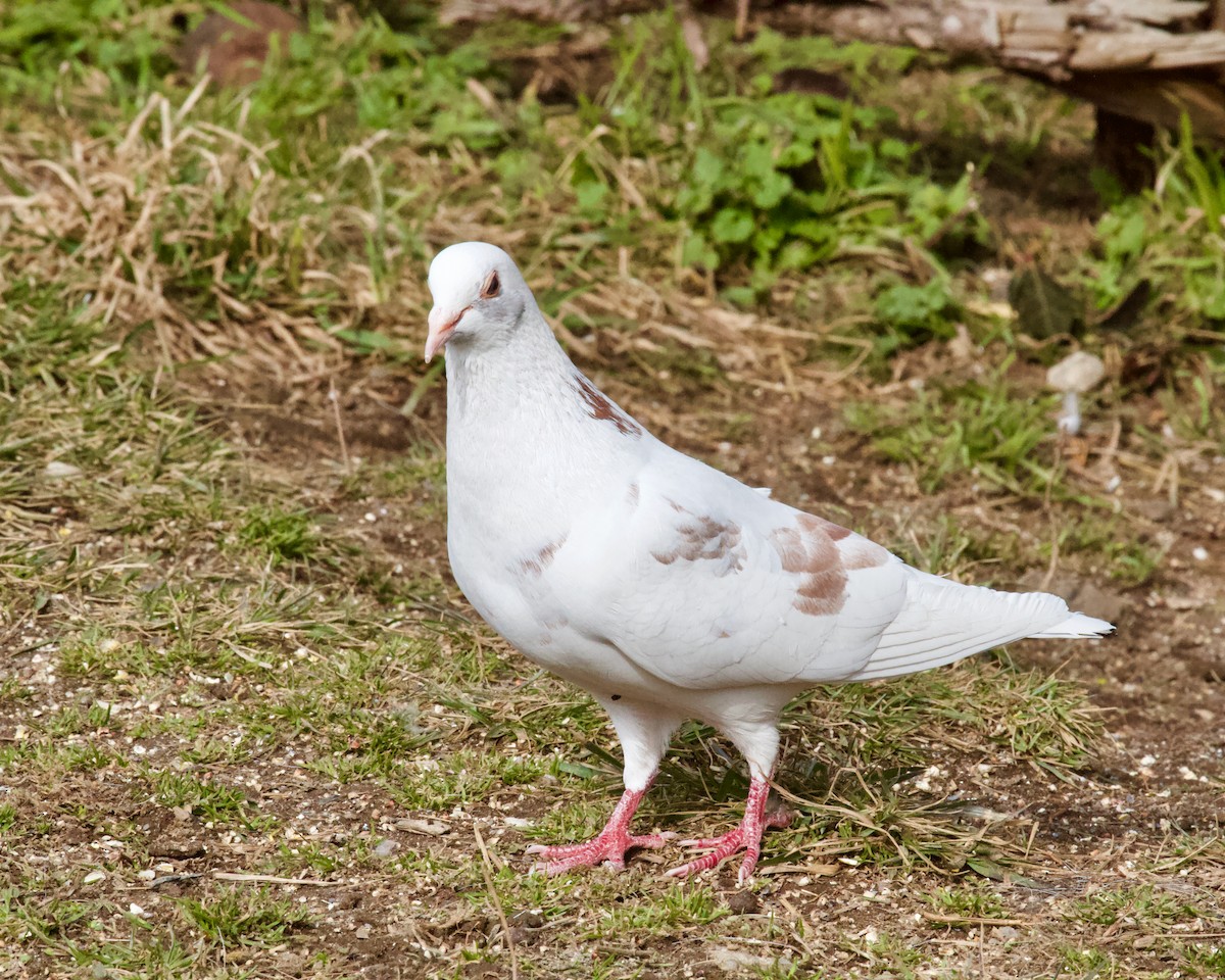 Pigeon biset (forme domestique) - ML615259344