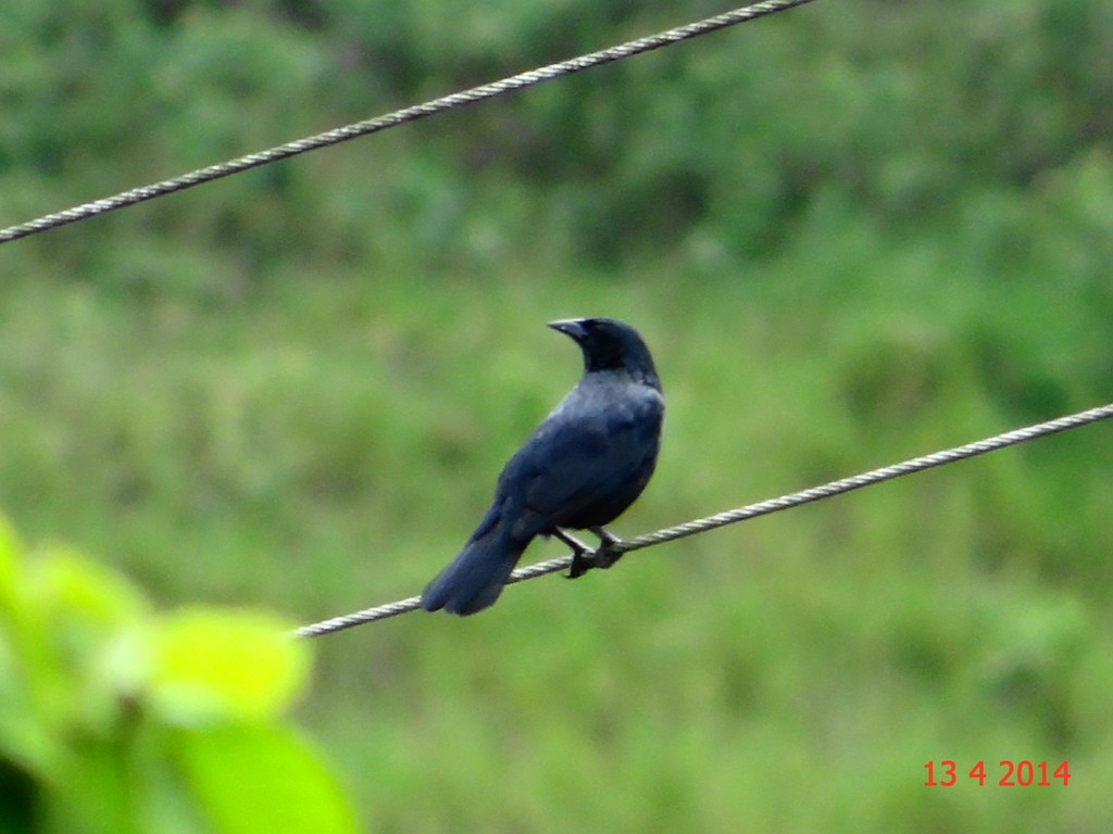 Chopi Blackbird - ML615259347