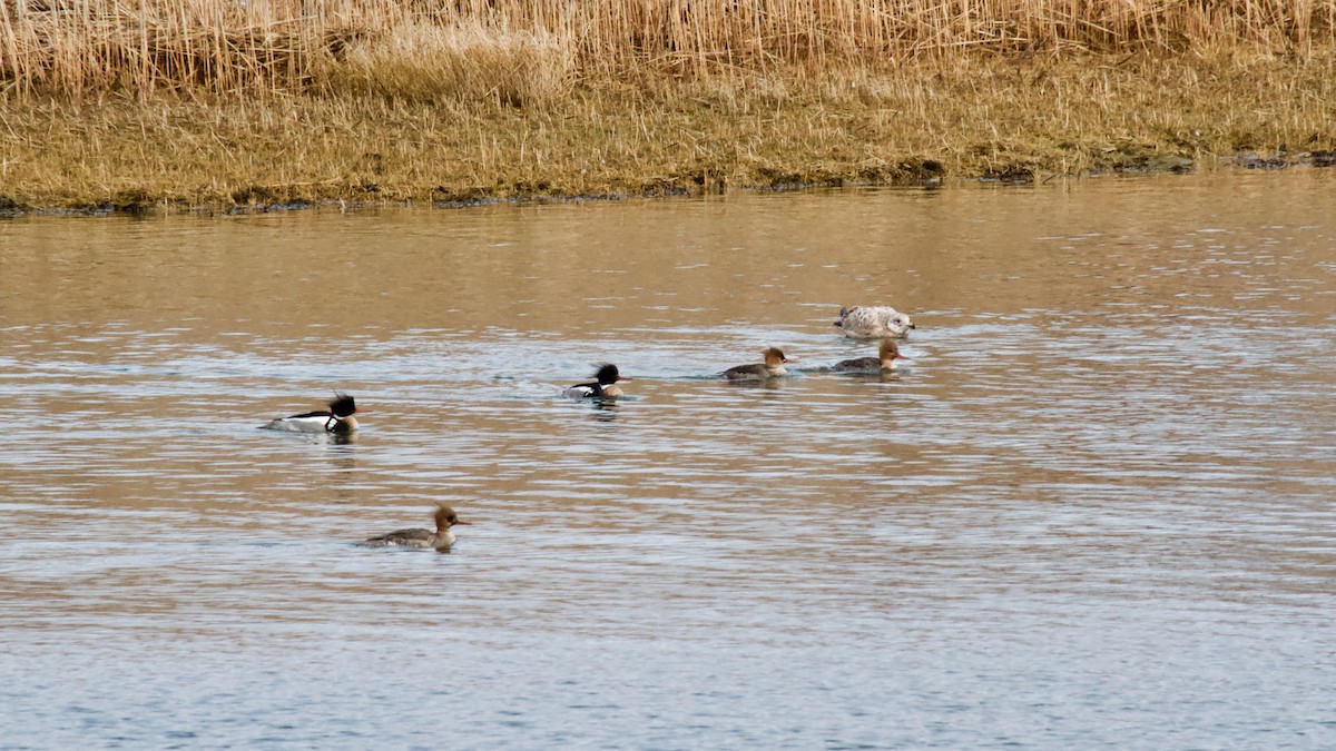 Red-breasted Merganser - ML615259374