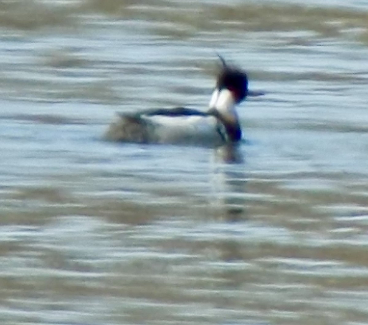 Red-breasted Merganser - ML615259540