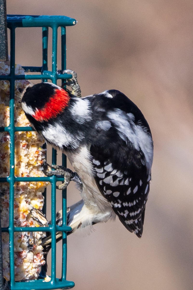 Downy Woodpecker - Cheryl TenBrink